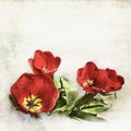 Poppies background