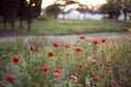 Poppies on the background of sunset