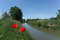 The poppies on the bank of the canal