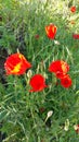 Poppies bathed in sunlight