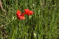 Poppies in bloom with foxtail ears by the edge of a path in the countryside Royalty Free Stock Photo