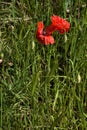 Poppies in bloom with foxtail ears by the edge of a path in the countryside Royalty Free Stock Photo