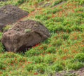 Poppies bloom in the mountains