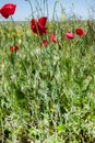 Poppies bloom in spring