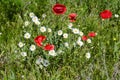 Poppies bloom in spring