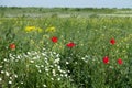 Poppies bloom in spring