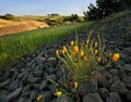 Poppies blooming on California hillside