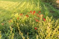 Poppies blooming on the cornfield corner, a sunset at the countryside