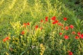 Poppies blooming on the cornfield corner, a sunset at the countryside