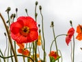 Poppies blooming in a field. Raindrops on the red petals Royalty Free Stock Photo