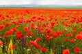 Poppies blossoming in field close-up. Flowers in bloom texture