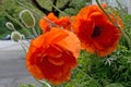 Poppies blossoming