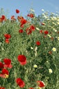 Poppies with blue sky