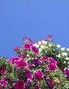 Poppies with blue sky