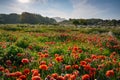 Poppies and Castle at Bamburgh Dunes in a sea fret Royalty Free Stock Photo
