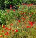 Poppies in the city.Mix of nature and city in one. Part of wild nature in the city. Royalty Free Stock Photo