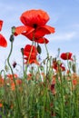 Poppies close-up against the sky Royalty Free Stock Photo