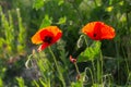 Poppies close-up on a blurry background Royalty Free Stock Photo