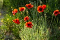 Poppies close-up on a blurry background Royalty Free Stock Photo