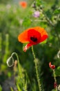 Poppies close-up on a blurry background