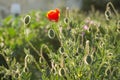 Poppies close-up on a blurry background Royalty Free Stock Photo