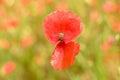 Poppies, close-up on poppies, field full of poppies Royalty Free Stock Photo