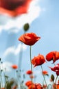 Poppies, close-up on poppies Royalty Free Stock Photo