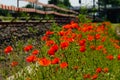 Poppies colonise a new railway embankment in a construction site. Royalty Free Stock Photo