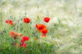 Poppies in a Corn Field