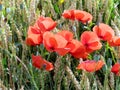 Poppies in a cornfield.