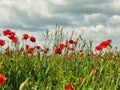 Poppies in the cornfields. Royalty Free Stock Photo