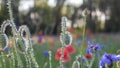 Poppies and cornflowers blossom on the meadow red and blue flowers after the rain. Spring, background Royalty Free Stock Photo