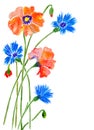 Poppies and cornflowers Royalty Free Stock Photo