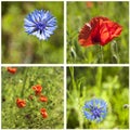 Poppies and cornflowers Royalty Free Stock Photo