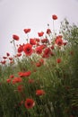 Poppies covered with dew in misty landscape