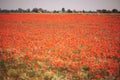 Poppies and daisies field in italian farm. wild poppy field with bush. Royalty Free Stock Photo