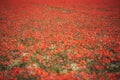 Poppies and daisies field in italian farm. wild poppy field with bush. Royalty Free Stock Photo