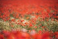 Poppies and daisies field in italian farm. wild poppy field. Royalty Free Stock Photo