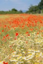 Poppies and daisies. Red and white flowers in the field. Summer sunny day. Meadow flowers. Blue sky. Green trees. Royalty Free Stock Photo