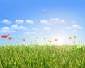 Poppies and dandelion field,blue sky and sun. Royalty Free Stock Photo