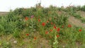 Poppies