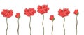 Curb color of poppies on a white background.