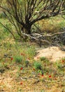 Poppies in the desert. poppies bloom in the desert in the early spring