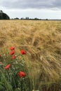 Poppies and diasies on the rye field Royalty Free Stock Photo