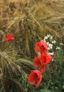 Poppies and diasies on the rye field Royalty Free Stock Photo