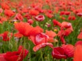 Poppies of different types in a field Royalty Free Stock Photo