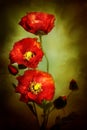 Poppies