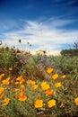 Poppies and Dunes Royalty Free Stock Photo