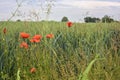 Poppies by the edge of a field on a cloudy day in the italian countryside Royalty Free Stock Photo