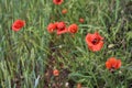 Poppies by the edge of a field on a cloudy day in the italian countryside Royalty Free Stock Photo